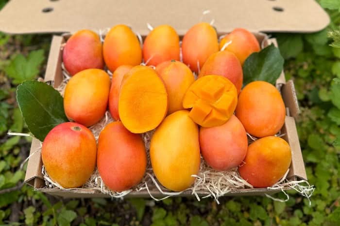 Zuckermangos kaufen Kolumbien – frische Baby-Zuckermangos aus Kolumbien in Bio-Qualität, leuchtend orange und saftig in einer Box mit Naturstroh
