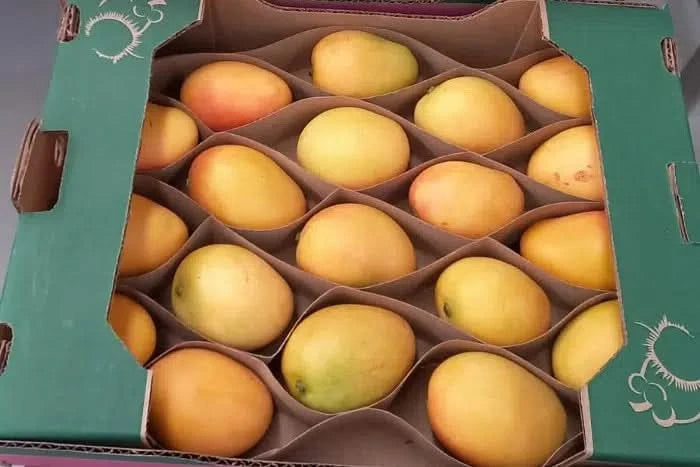 Zuckermangos kaufen Kolumbien – Bio Zuckermangos in umweltfreundlicher Exportverpackung, frisch geerntet in Kolumbien