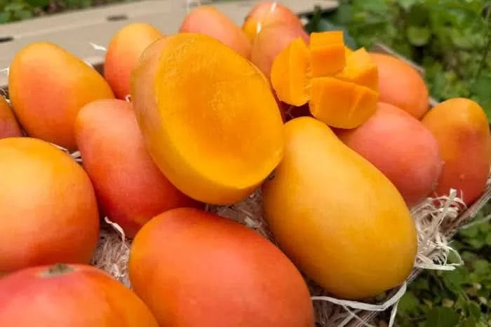 Zuckermangos kaufen Kolumbien – Frisch aufgeschnittene Baby-Zuckermangos mit goldgelbem Fruchtfleisch, direkt von der Finca in Kolumbien