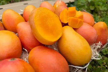 Zuckermangos kaufen Kolumbien – Frisch aufgeschnittene Baby-Zuckermangos mit goldgelbem Fruchtfleisch, direkt von der Finca in Kolumbien