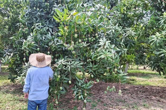 Zuckermangos kaufen Kolumbien – Kleinbauer vor Mango-Bäumen auf der Plantage in Santa Marta, wo Bio Zuckermangos wachsen