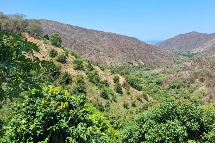 Zuckermangos kaufen Kolumbien – Anbaugebiet in den tropischen Bergen der Sierra Nevada, wo Edgars Bio-Zuckermangos unter natürlichen Bedingungen wachsen