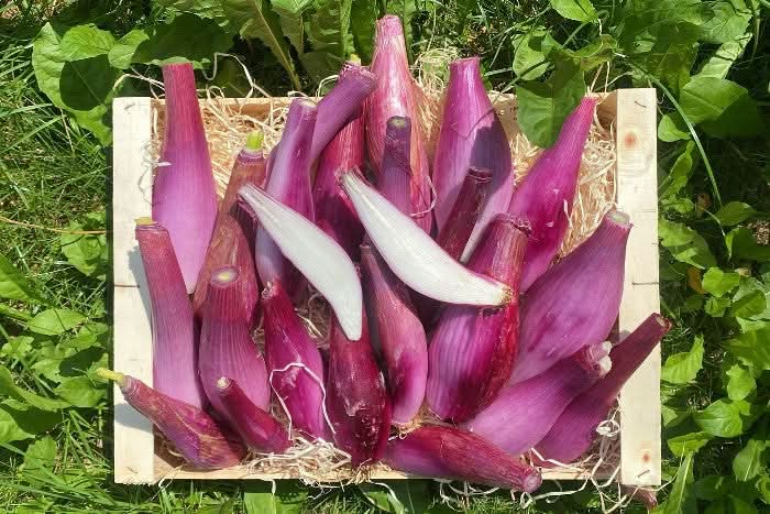 Bio Zwiebeln rot halbtrocken aus der Provence 1kg