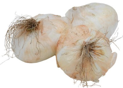 Zwiebel "Giarratana" weiß mild Bio Sizilianische Spezialität, zart süß bis karamellig
