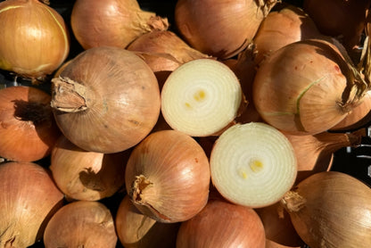 Zwiebeln gelb Bio regional demeter aus Bayern