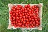 datteltomaten kaufen bio
