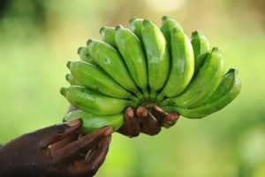 Kipepeo baby bananen getrocknet