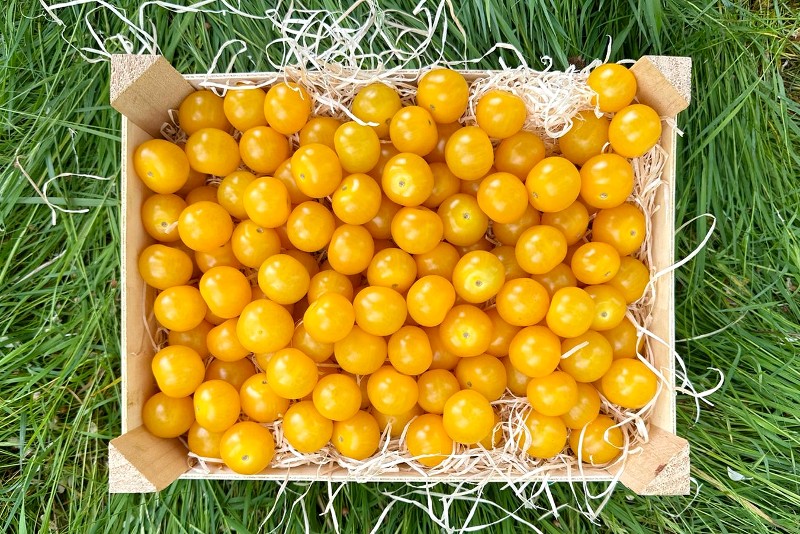 bio cherrytomaten gelb