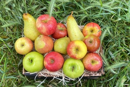 bio äpfel und Birnen kaufen
