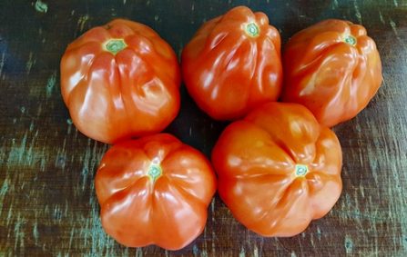 Bio Tomaten "Ochsenherz" bioland regional 1kg