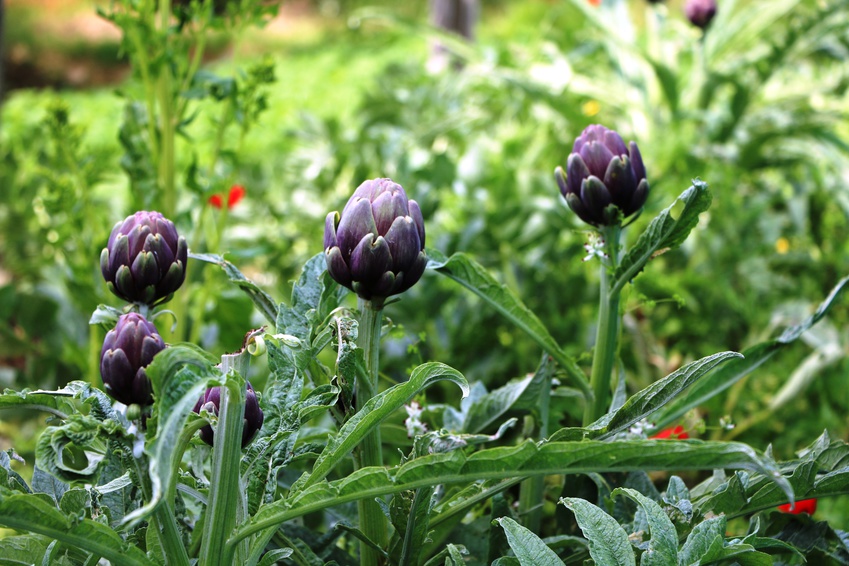 Bio Stiel-, Blüten-, & Blattgemüse