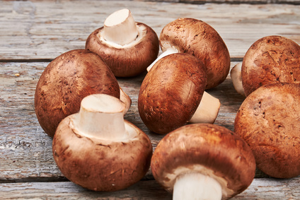 Bio Champignon braun
