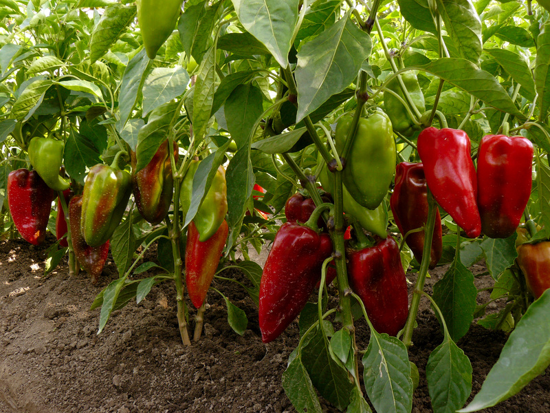 Bio Fruchtgemüse