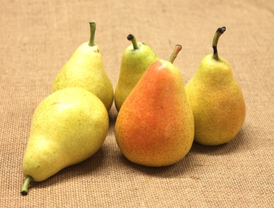 Früh-Birne "Guyot"