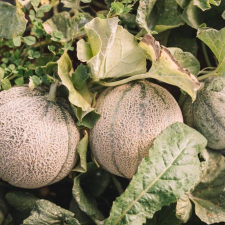 Bio Melonen