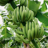 Bio Bananen Fair Trade 18kg Kiste