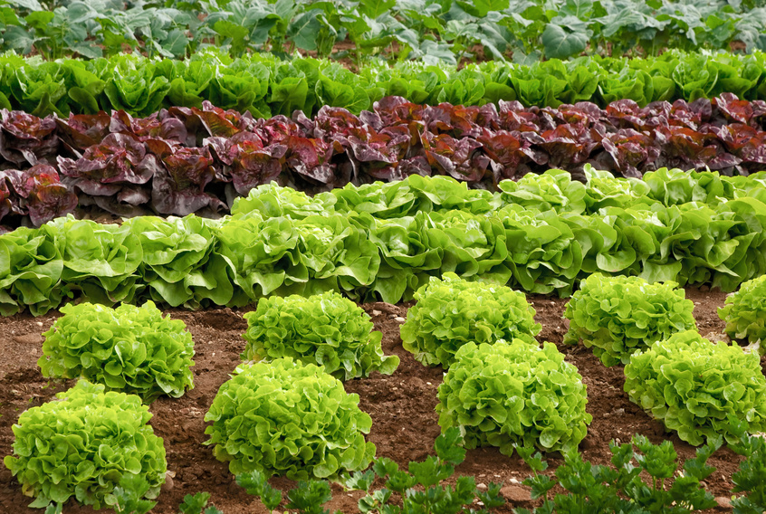 Bio Salate