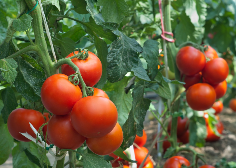 Bio Tomaten