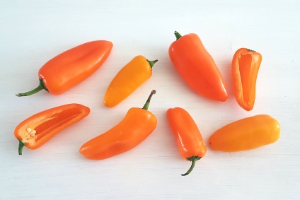 bio babypaprika kaufen