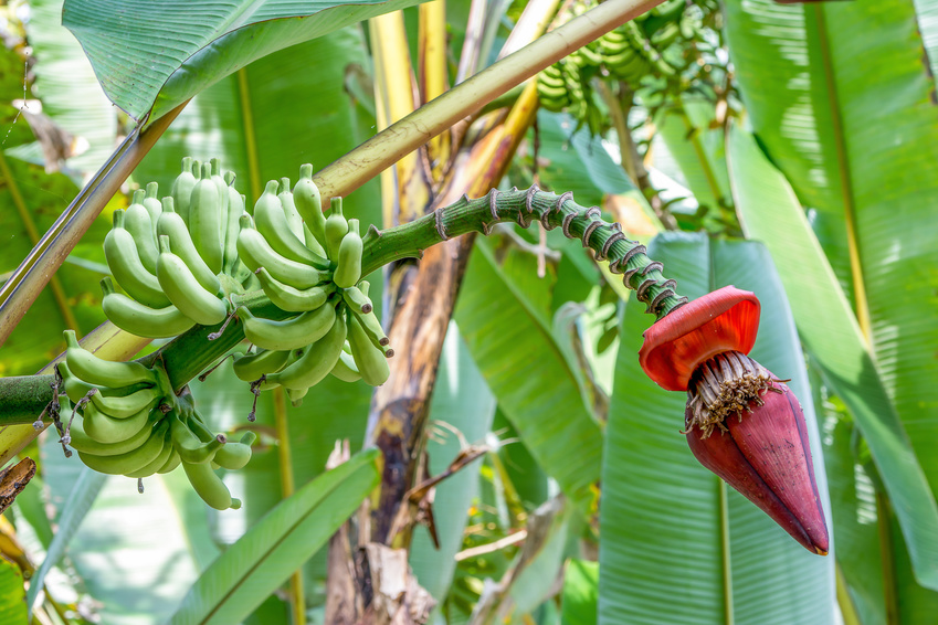 Bio Bananen