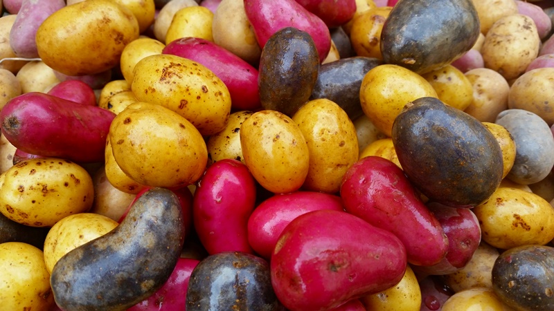 Bunte Kartoffeln kaufen