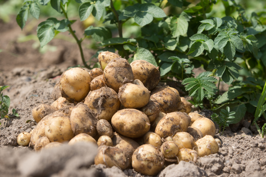 Bio Kartoffeln & Zwiebeln