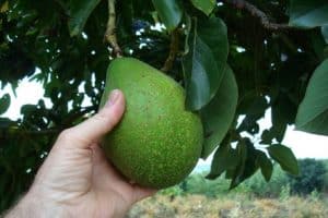avocado antillano kaufen