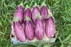 lila aubergine kaufen