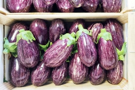 bio aubergine lila kaufen