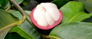 bio mangostan bestellen
