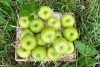 apfel granny kaufen