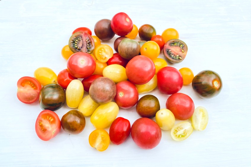 tomaten raritäten kaufen