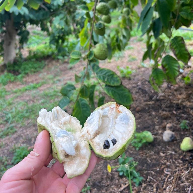 bio cherimoya kaufen