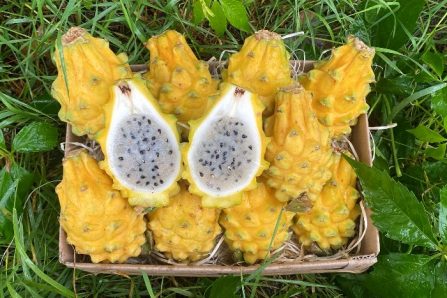 drachenfrucht gelb kaufen
