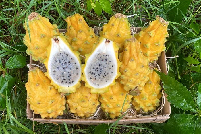 drachenfrucht gelb kaufen