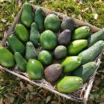 avocados aus spanien kaufen