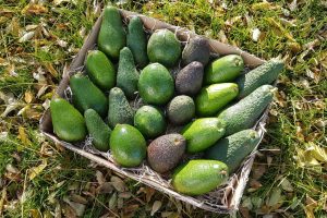 avocados aus spanien kaufen