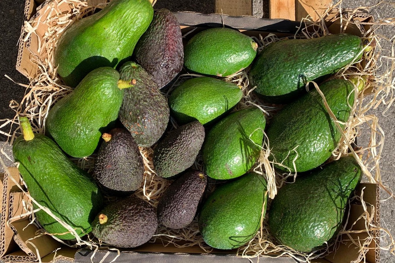 mixed avocadobox wild