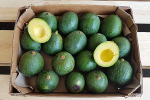reed avocado kaufen