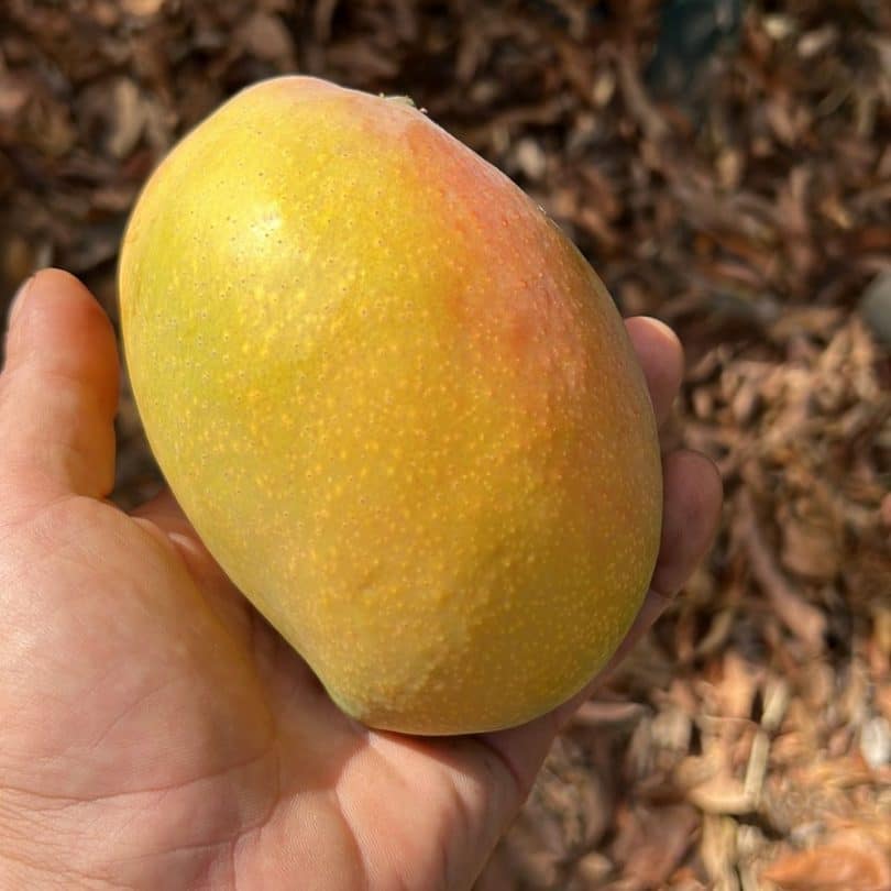 mango glenn