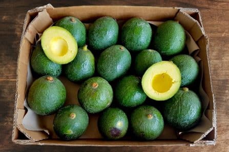 avocado reed kaufen