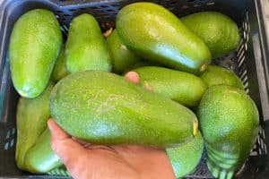 Avocado Ettinger wild von Rufino Box 4kg Sparpreis %