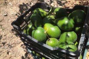 avocado kaufen