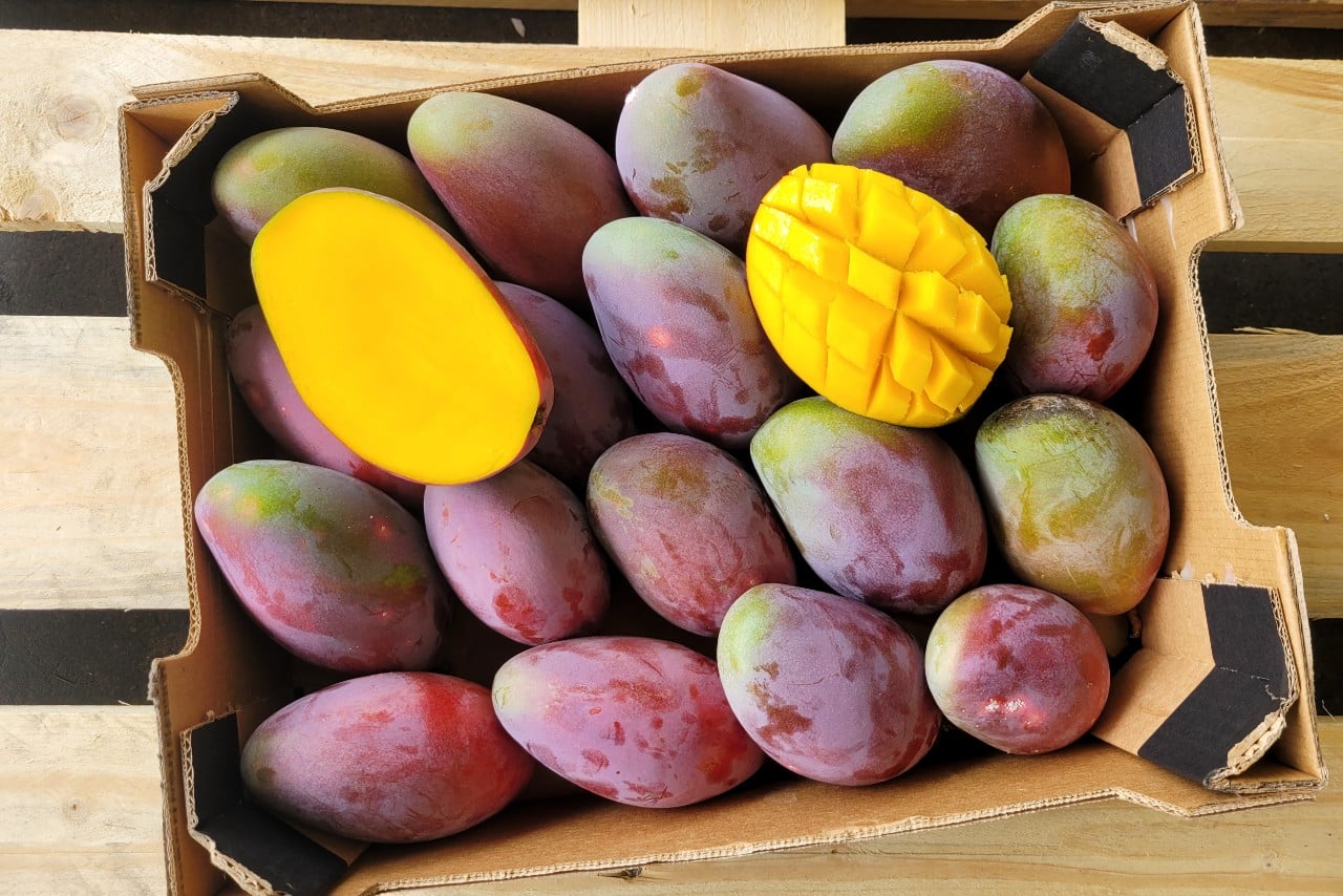 osteen mango kaufen