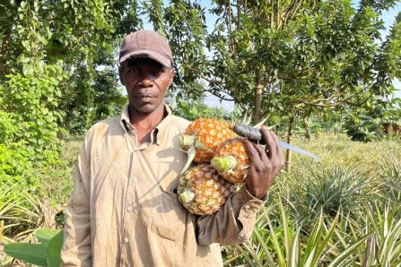 kipepeo bio und fair ananas kaufen