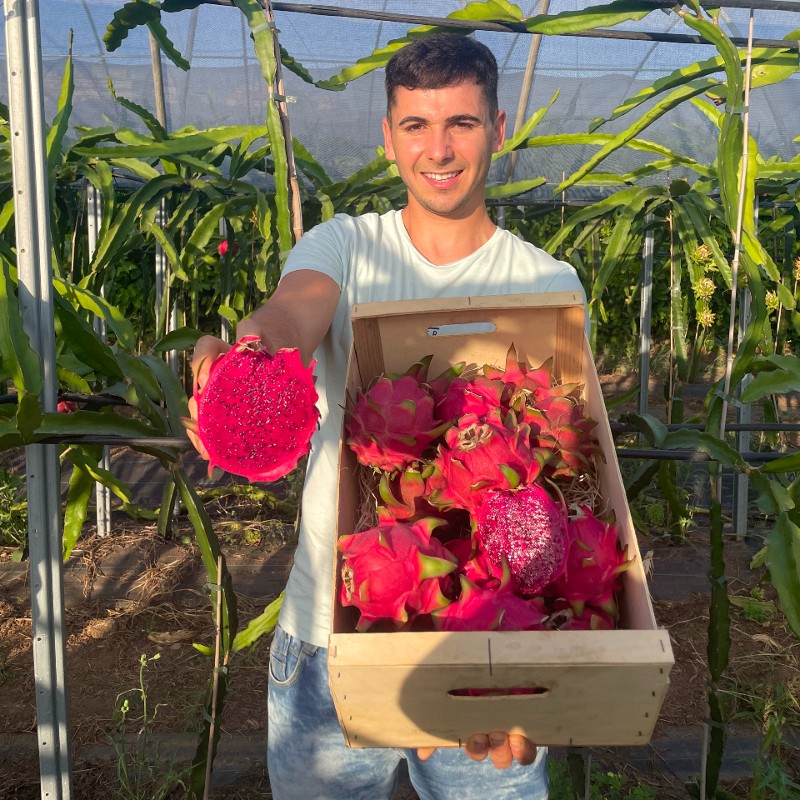 drachenfrucht kaufen