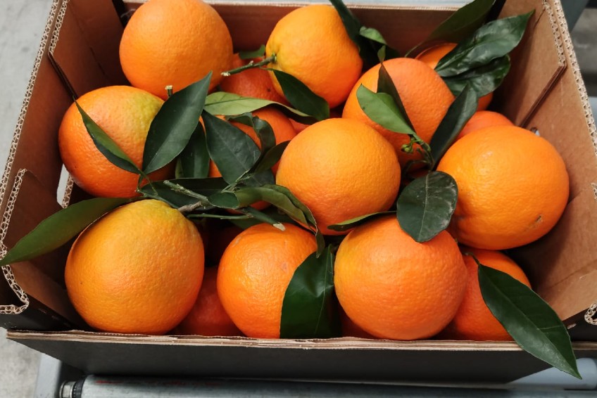 Frische Orangen für digiposter Kunden