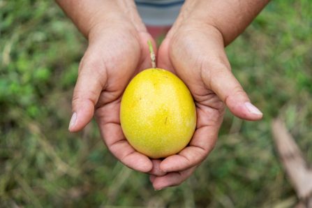 bio maracuja kaufen