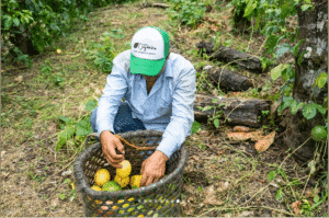 maracuja erzeuger ecuador