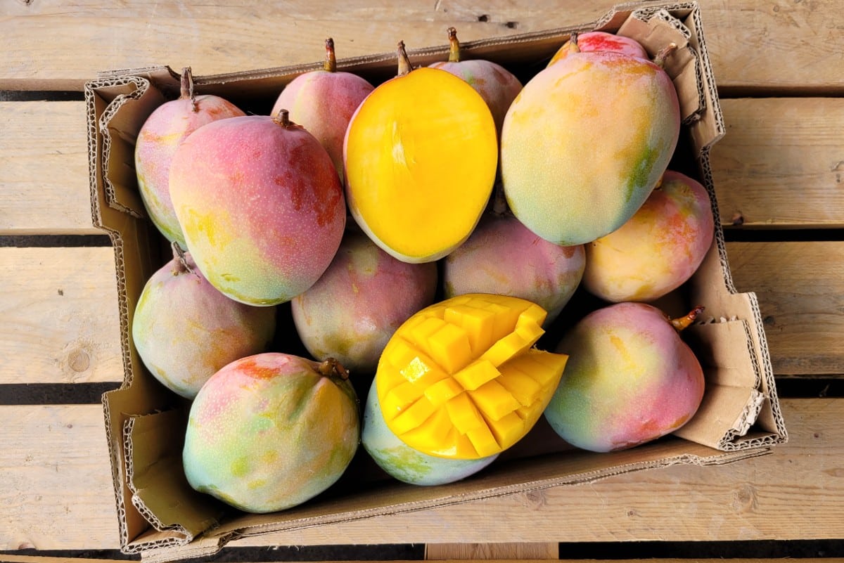 bio mango kent kaufen
